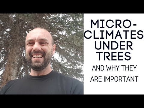 Video: Veranderen bomen het microklimaat: leer over microklimaten onder bomen