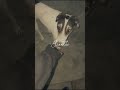 mine babies 🐾🐶 #india #instagram #love #love #youtubeshorts #viral #memes #ytshorts #like #life