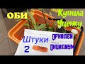 Орхидеи в ОБИ. Купила два одинаковых Онцидиума.