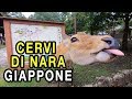 Viaggio in GIAPPONE: i CERVI di Nara e i suoi TEMPLI (ENG SUB)