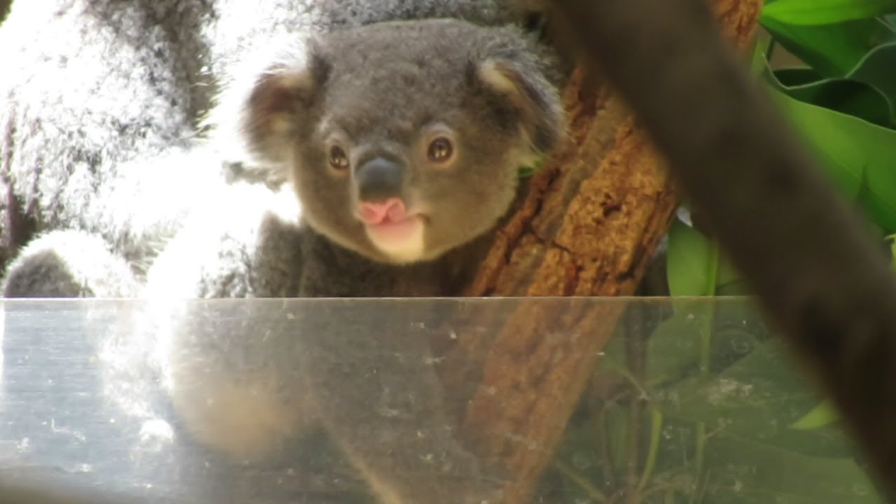 愛称『もなか』に決定🎊コアラの赤ちゃん🐨【東山動植物園】