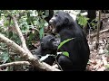 Breast-feeding in Wild Bonobos!