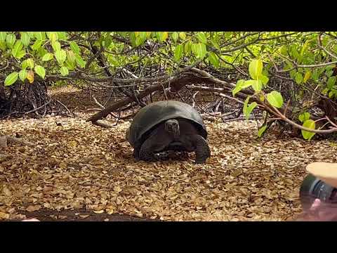 Wildlife Encounter at Galapagos Islands