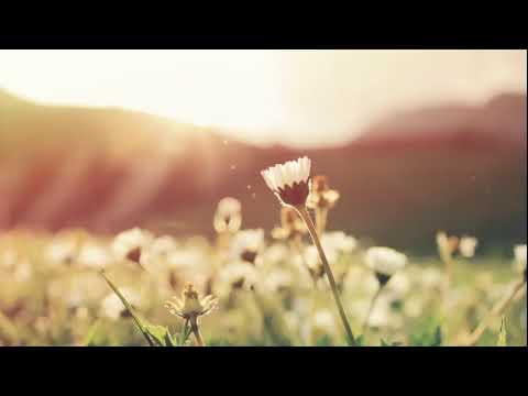 BGMradio - Lofi / Jazz hiphop / Bossa nova / Relax / Reading / Deep sleep music