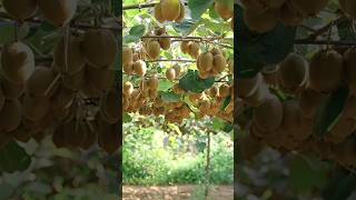 Kiwi Fruit Farming #shorts #fruit #agriculture #farming #gardening #pollination #kiwi #tips #tricks