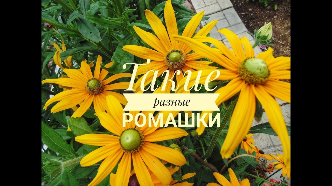 Ромашки Фото Разные Ромашки Фото Разные