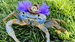 Does Howie Pinch? #howiethecrab #crab #petcrab #crabpinch