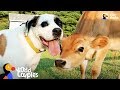 Dog Turns Lonely Baby Cow Into A Happy Puppy | The Dodo Odd Couples