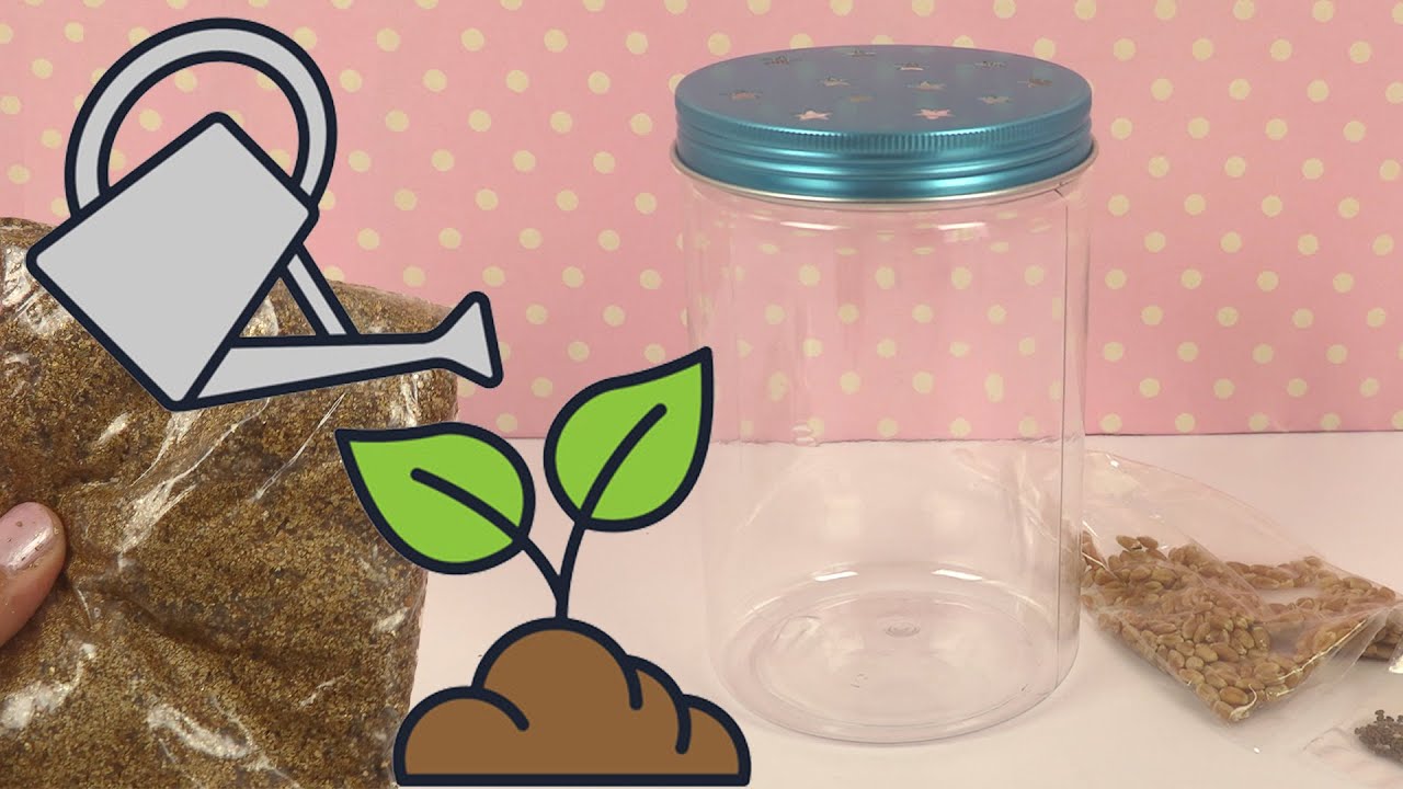 Jardinage pour Enfants DIY Plantes 🪴