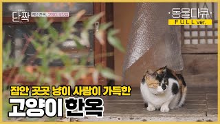 [풀버전] 희정 씨의 백년 한옥, 그곳에서 사는 8마리 고양이들과의 묘(猫)한 인연🐈 | 동물극장 단짝 EP13 | KBS 220422 방송