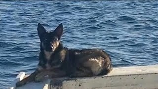 Miracle dog found alive after falling off boat 5 weeks ago
