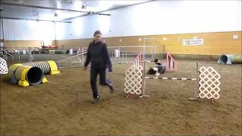 Border Collies Hope & Jai practicing the Reverse Spin