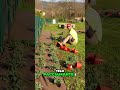 Dal Campo all'Orto Aromatico: La Trasformazione Passo Dopo Passo!