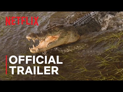 Wild Croc Territory | Official Trailer | Netflix