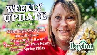 Weekly Update 7-25-20 :: Sweet Corn + Monarchs are Back + Butterfly Bush