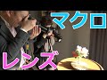 【初心者必見】マクロレンズの特徴と使い方【一眼レフ】