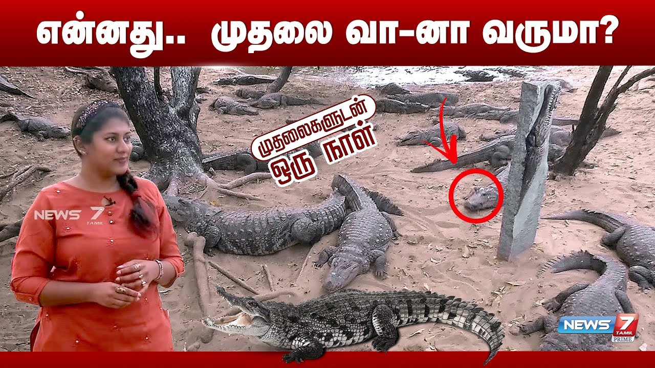 முதலைகளுடன் ஒரு நாள் ! | madras crocodile bank | A day with a crocodile