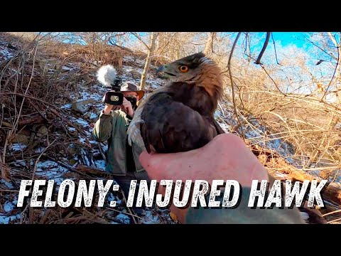 Felony Charges Hawk Shot | Raptor Rescue | Wildlife Command Center - Ep. 6