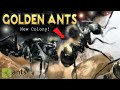 My New Pet Golden Ants