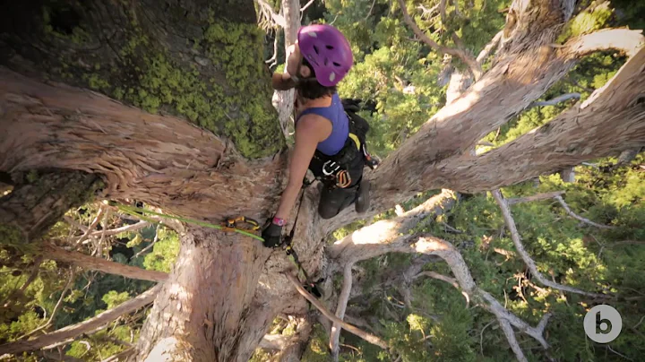 Each Tree is its Own Adventure | bioGraphic