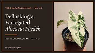 Deflasking a Variegated Alocasia Frydek | Tissue Culture Acclimation (Protocol No. 02)