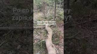 "Ochrona jodeł# #lp #rdlp #rdoś #pzł#natura #pasja