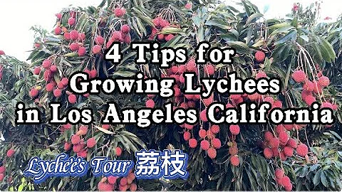 4 Tips for Growing Lychees in Los Angeles, California.. America Lychee garden| Litchi Lychee tour| - DayDayNews