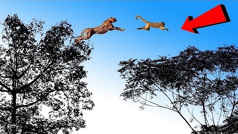 leopard jump from tree for hunting monkey | unbelievable moments caught on camera | animals