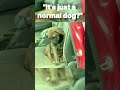 It S Just A Normal Dog I American 965 I American Dog Plane Crash Viral Fyp Shorts Rip