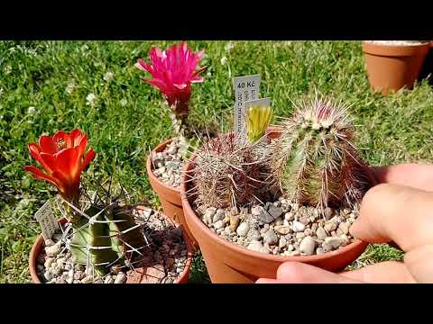 Wideo: Jak Kwitną Kaktusy