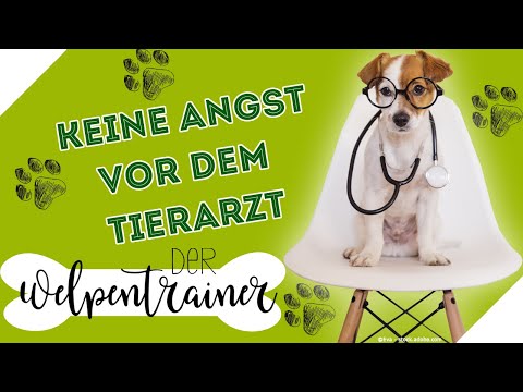 Video: Wie oft muss ein Welpe den Tierarzt aufsuchen?