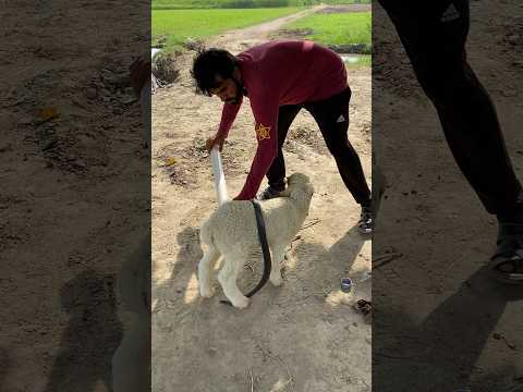 Bher K Oper Khatrnak Nag Pakra