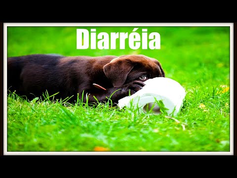 Vídeo: Diarréia Em Cães Da Pradaria