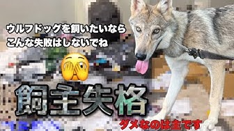 ウルフドッグ Youtube ウルフドッグ Youtube