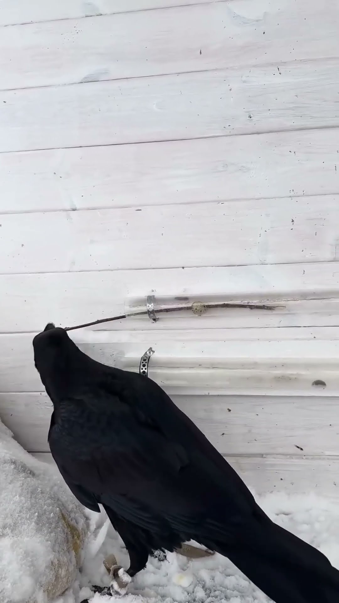 crow taken out pipe grain #shortsvideo