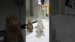 😜I'm The Most Energetic Cat Today!🐾🌟 | Chef Cat Daily Life #Tiktok #Shorts