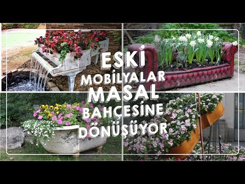 Video: Mançu Aralia - Bahçe Dekorasyonu Ve Mükemmel şifacı