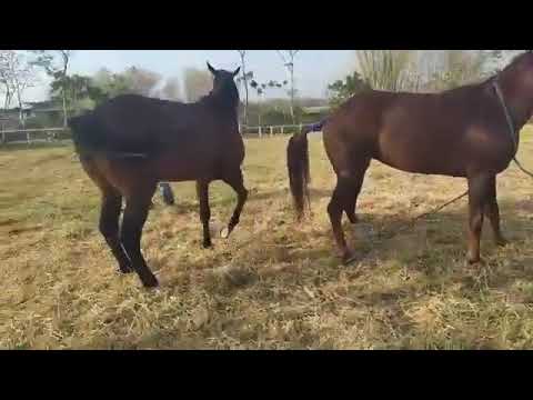 Sultan Horse Sex Enjoying