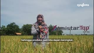 Teknologi Pilihan Petani Top Untuk Tingkatkan Bobot Gabah