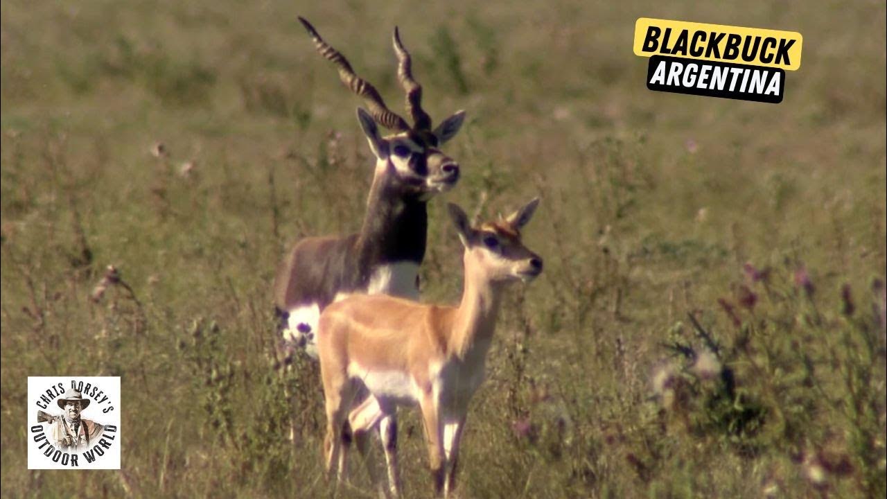 Sports Illustrated Best Days Of Hunting Rutting Sports Illustrated Best Days Of Hunting Rutting