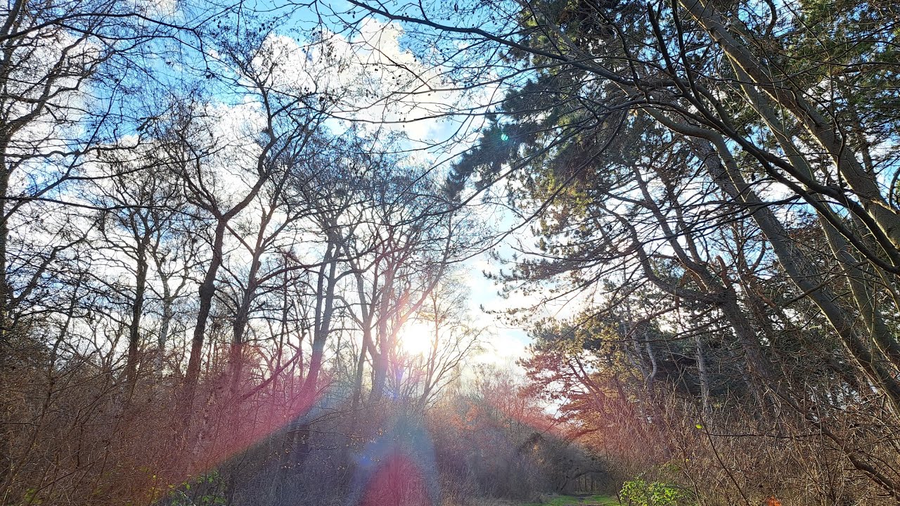 Drift - Gellen - im Süden Neuendorfs auf der Insel Hiddensee - 19.12. ...