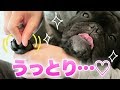 肉球の乾燥ひび割れ対策　犬用クリームを塗りこまれるココ氏