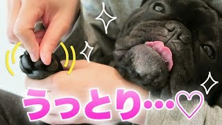 肉球の乾燥ひび割れ対策　犬用クリームを塗りこまれるココ氏