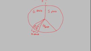 Cell Cycle - Overview | BIALIGY.com