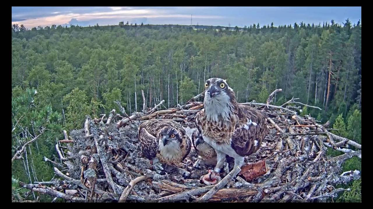 Вечерняя трапеза скоп/Скопы едят рыбу (Osprey eating a fish)