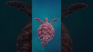 Young Turtle's Serene Swim