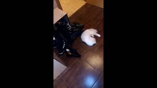 Кошка сходит с ума от рюкзака! Сумасшедшее создание) Кошка сходит с ума от рюкзака! Сумасшедшее создание)
