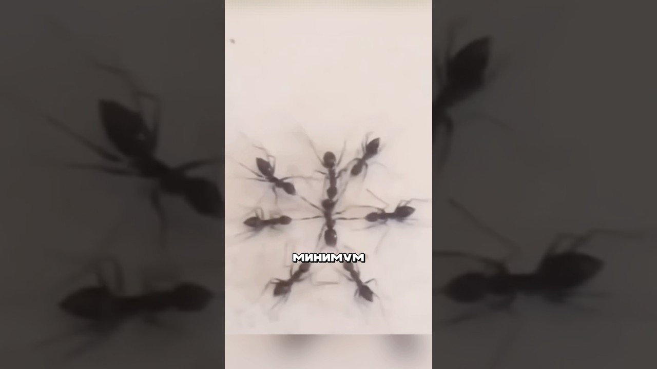 Прикол с муравьем 