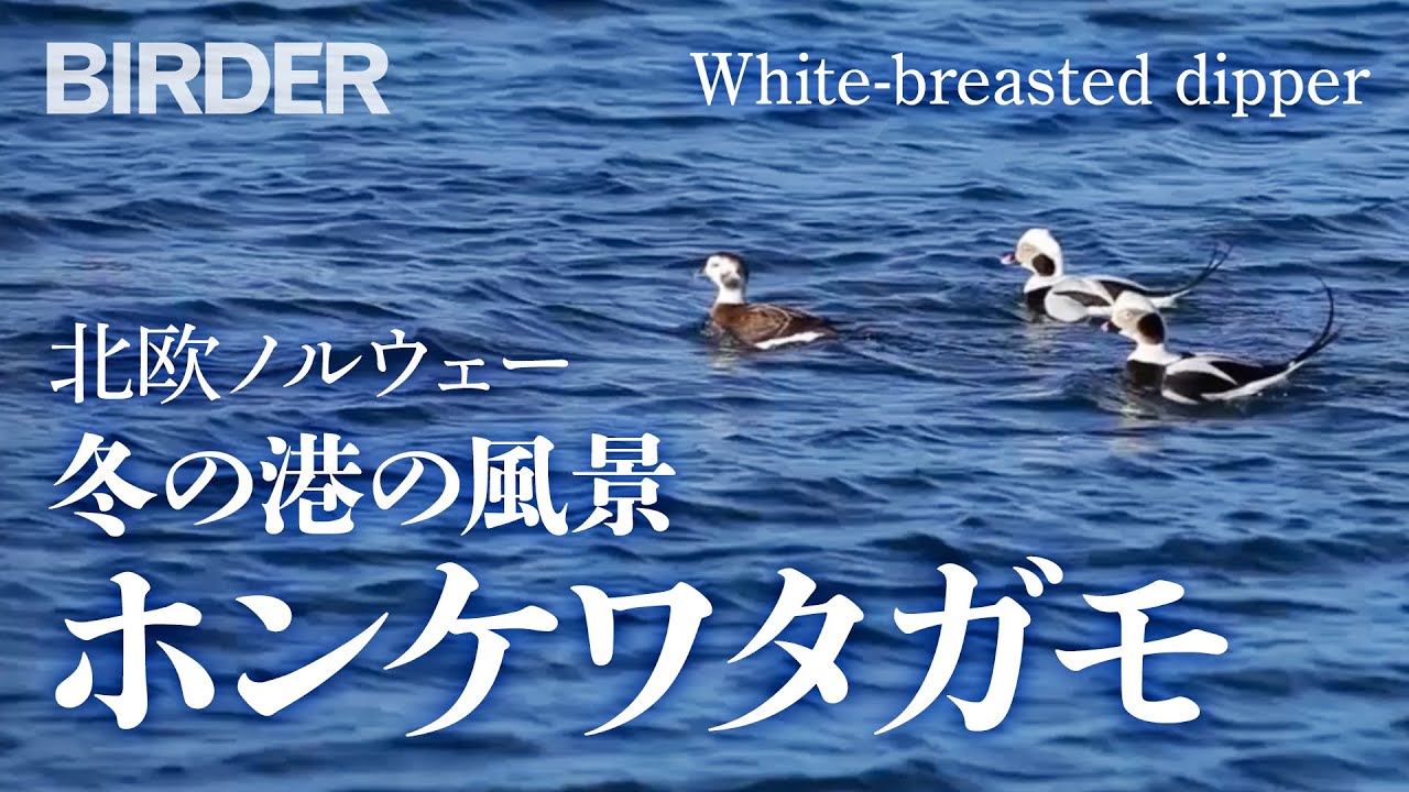 Birder ホンケワタガモ Common Eider が浮かぶ ノルウェーの冬の港の風景 菅原貴徳 Youtube Birder ホンケワタガモ Common Eider が浮かぶ ノルウェーの冬の港の風景 菅原貴徳 Youtube