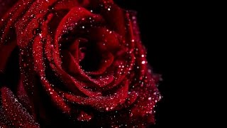 Irish Folk Song: She moved through the Fair | Marianne Lihannah (Singer) |  Padraic Colum (Lyrics)